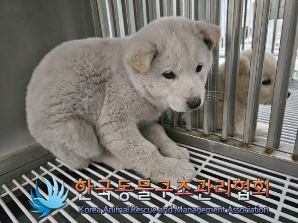 한국동물구조관리협회_441559202400124